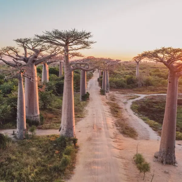 פיאנרנצואה: גן הנסתר שלכם בברזיל ממתין להרפתקה