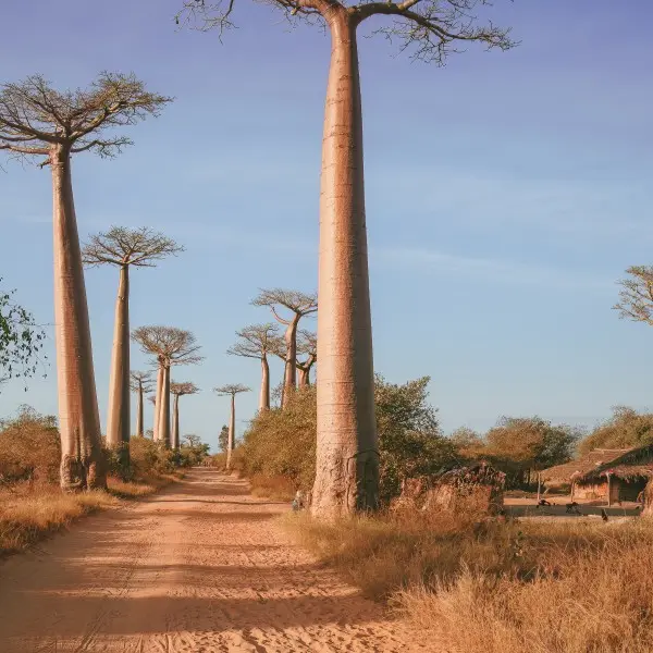 מורונדבה: גלו את הבאובבים וההרפתקאות האגדיות במדגסקר