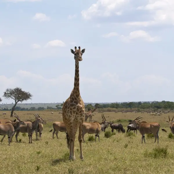 התאהבות בפרא: חוויה עוצרת נשימה בשמורת מסאי מארה