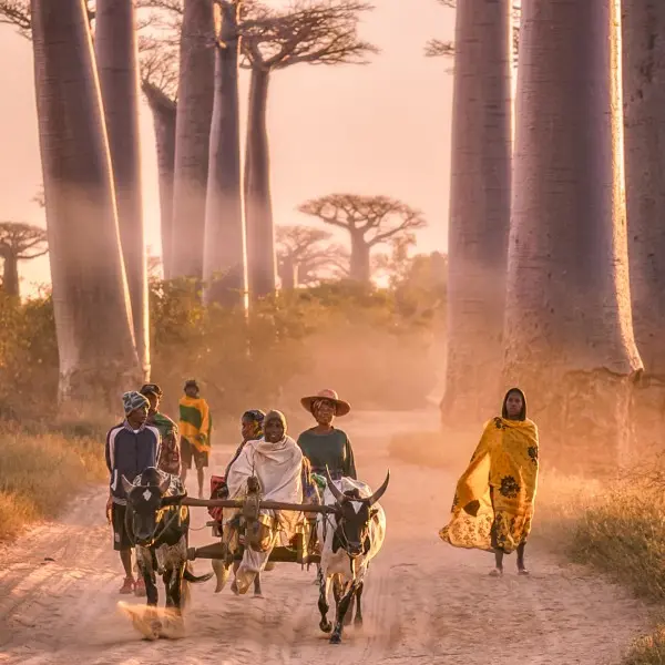 גלה את הקסם של אנטננריבו – שער ההרפתקאות של מדגסקר!