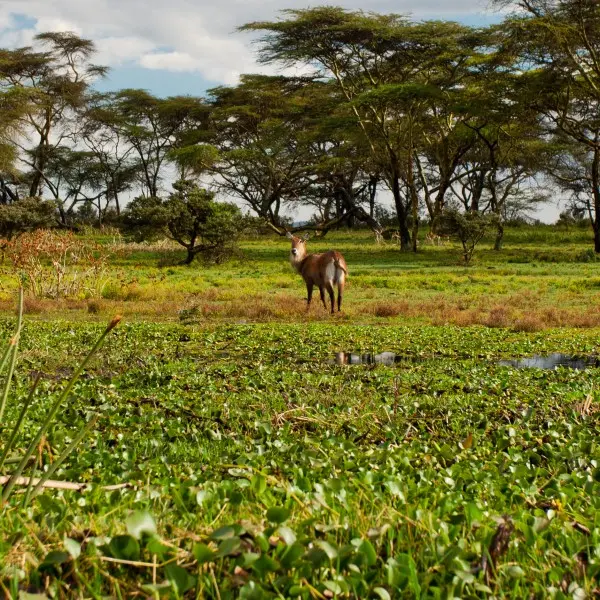 נייבשה – גלו את הקסם הטבעי של אפריקה בלב מרהיב